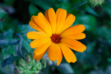 Blume