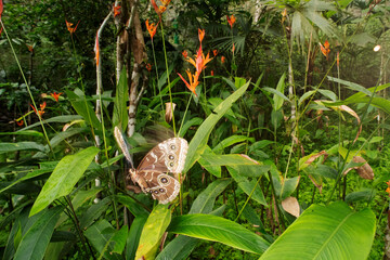 Blue morpho butterfly resting in lush Gamboa rainforest