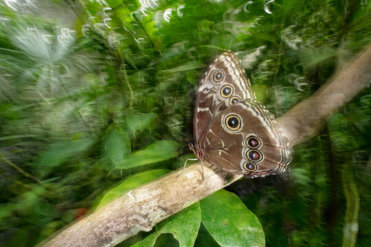 Blue morpho butterfly perched on rainforest branch