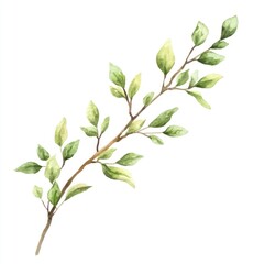 Fototapeta premium Branch watercolor design plant.