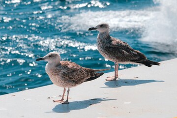 Two seagulls standing with the sea in the background