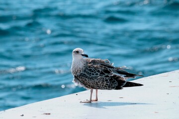 Seagull standing with the sea in the background
