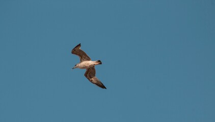 Obraz premium Gaviota volando contra un fondo de cielo azul.