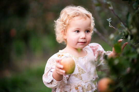 Naklejki Curious child explores orchard with apple in hand