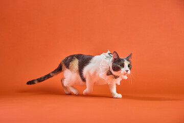 Portrait of a calico cat with lace collar in studio setting