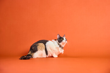 Portrait of a playful cat in a bright studio setting