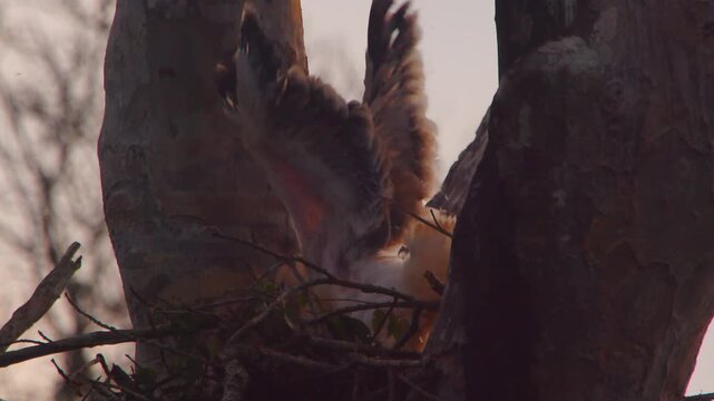 Chick flaps wings in nest for exercise while looking to the side, close-up slow motion lock shot in Peruvian Amazon rainforest.