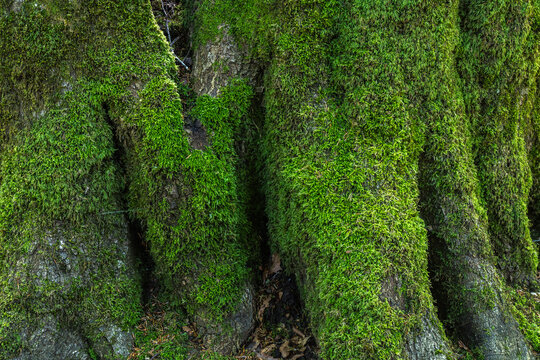 Lush green moss on textured tree bark in forest