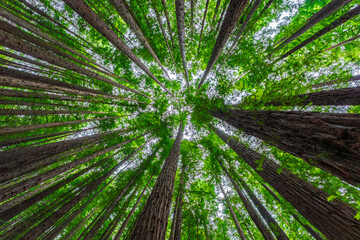 Majestic redwoods in a lush green forest