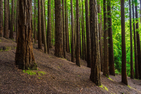 Sunlight filtering through tall redwoods in lush forest