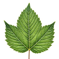 Fototapeta premium Serbian Spruce Leaf Elegant Evergreen Needle with Slender Dark Green Surface and Silvery Underside Captured on Pristine White Background for Natural Botanical Beauty and Fresh Appeal