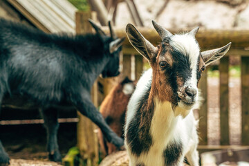 Close-up of ab african goat on a farm, symbolizing rural life, agriculture, and traditional livestock farming.
