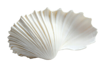 Single white scallop shell isolated on transparent background. White scallop seashell with subtle elegant patterns and smooth ridges isolated on white background.
