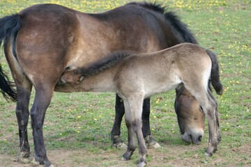 A young foal stands closely beside its mother on a grassy field, showing a tender moment of...