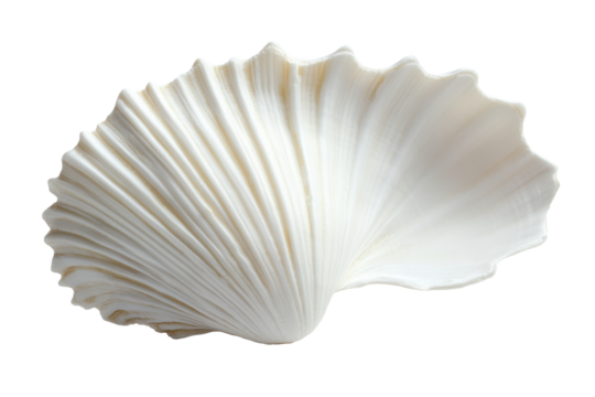 Single white scallop shell isolated on transparent background. White scallop seashell with subtle elegant patterns and smooth ridges isolated on white background.