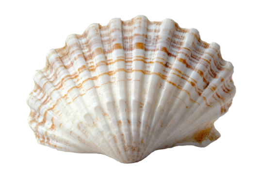 Single white scallop shell isolated on transparent background. White scallop seashell with subtle elegant patterns and smooth ridges isolated on white background.
