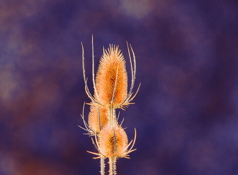 Artistic close-up of teasel with vibrant edited colors