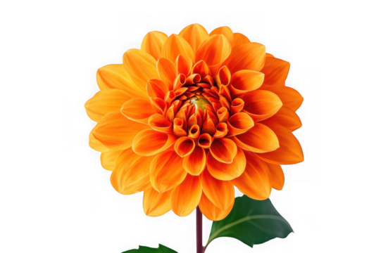Vibrant orange dahlia flower with layered petals bloom against black background blossom