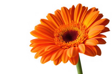 Vibrant orange gerbera daisy flower bloom with dark center against black background image