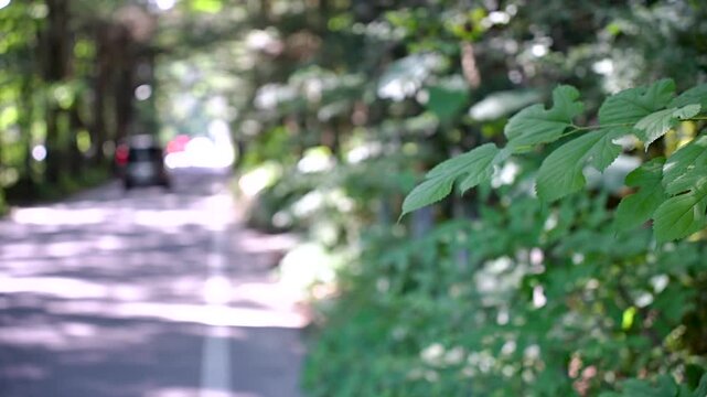 軽井沢の並木道を車でドライブ
