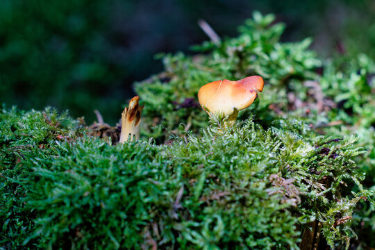 pilz