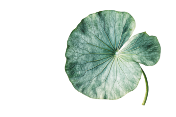 Single green lotus leaf isolated on transparent background. Green lotus leaf isolated on white background.