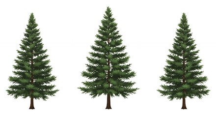Three evergreen trees graphic design