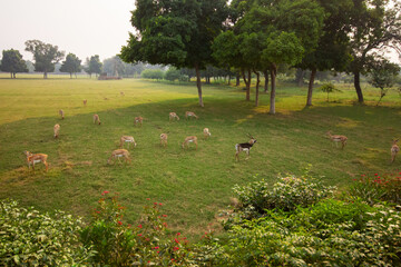 A herd of deer grazing on a green field in a natural reserve. A peaceful shot for environmental design, nature-themed projects, and wildlife documentary visuals.