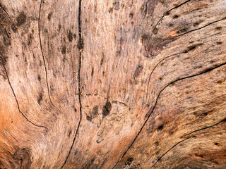 Wood Grain Texture Background - Heartwood Surface.