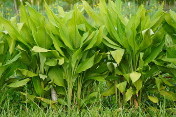 Young Turmeric plants, a Green Leafy Plants in Dense Natural Growth