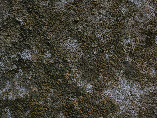 Dark grungy mossy wall texture