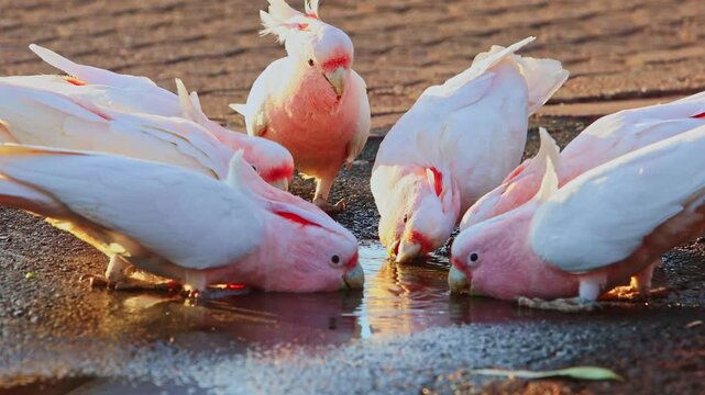 Cockatoos drinking water in Uluru, Australia