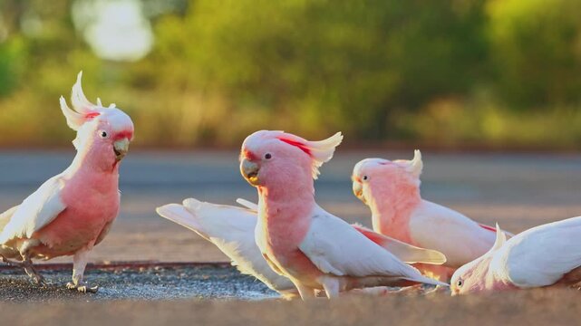 Cockatoos resting at sunset in Uluru, Northern Territory