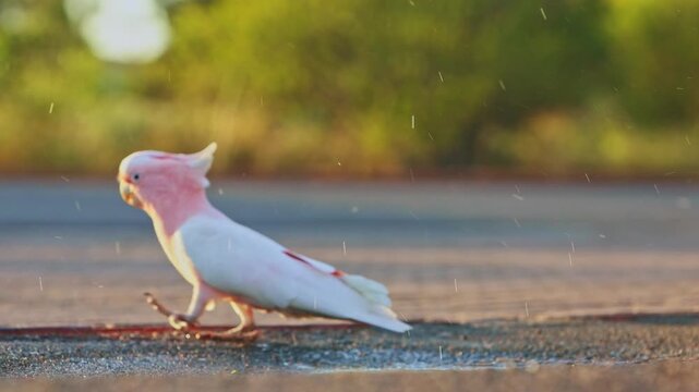 Pink cockatoos take flight after drinking in Uluru, Australia
