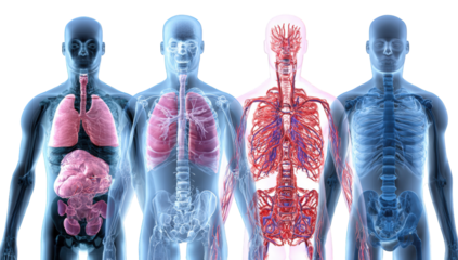 Four human body anatomical models