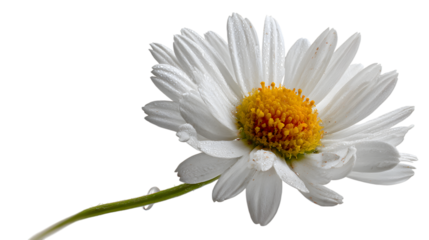 Stunning close-up of a vibrant daisy with delicate water droplets, perfect for elegant design  isolated on white background