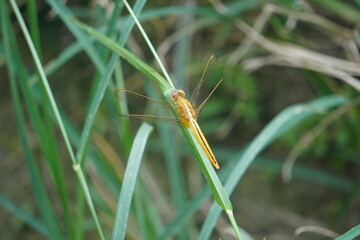 Yellow-Orange Dragonfly Perched on Green Grass in Natural Light