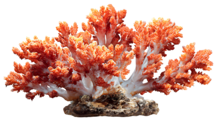 Vibrant orange coral reef flourishing underwater with intricate branches and textures against black  isolated on white background