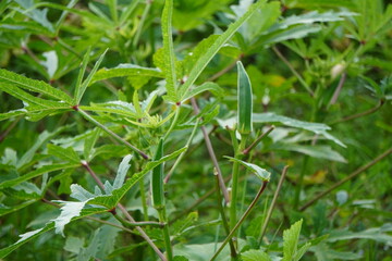 Green Foliage with Upright Okra Seed Pods in Natural Light