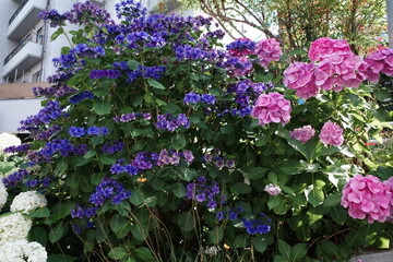 flowers in the garden