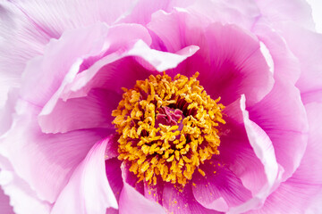 Close-up of pink peony flower with yellow stamens