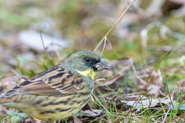 Close-up of black-faced bunting bird feeding on ground