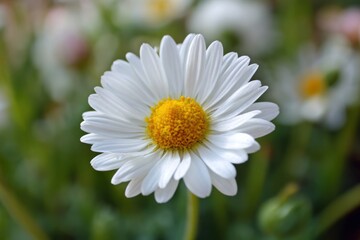Fototapeta premium Beautiful white daisy flower blooming in nature close-up photography serene garden vibrant green background