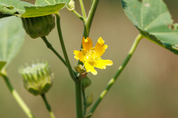 夏の終わりに咲くイチビの黄色い花