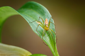 Oxyopes sertatus spider on a leaf. Tokyo, Japan.