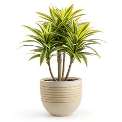 Obraz premium Striking striped pot featuring a vibrant Dracaena plant, bringing freshness to any interior space