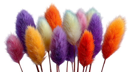 Assortment of Fluffy Dried Bunny Tail Grasses in Vibrant Colors lagurus ovatus dried flowers isolated on a transparent background