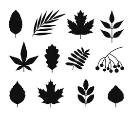 Fototapeta premium Black leaves silhouettes set. Willow, maple, oak, birch leaf, rowan berries isolated on white background. Flat simple foliage.