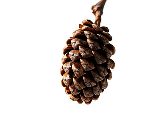 Floating pine cone with detailed scales isolated white background