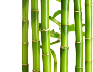 Obraz premium Close-up of vibrant green bamboo stalks